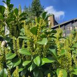 Cherry Laurel, Common Laurel, Laurel Hedging