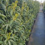 Portuguese Laurel How to plant a laurel