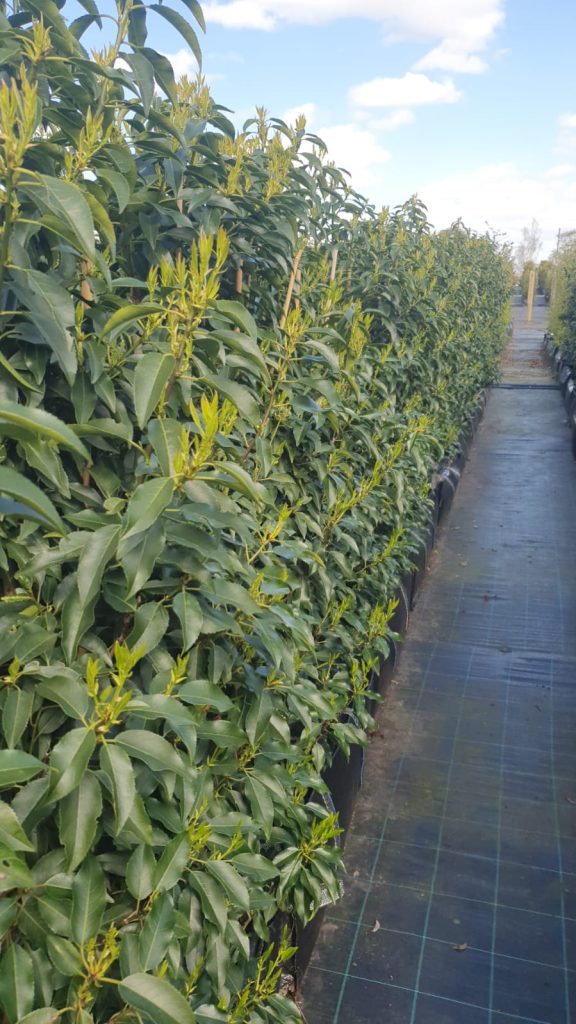 Portuguese Laurel How to plant a laurel