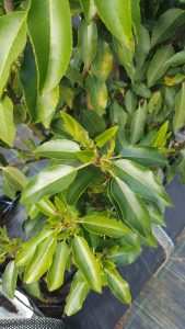 Portuguese Laurel How to plant