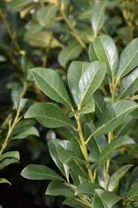 Compact Laurel Hedge