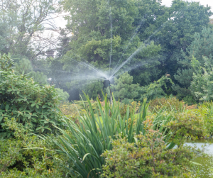 Watering a hedge