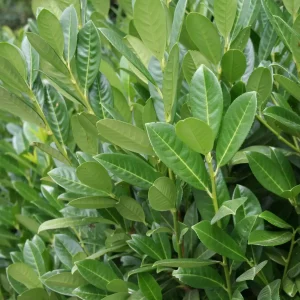 Upright Laurel 