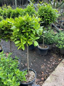 Bay Laurel, Lollipop tree. 