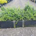 Euonymus fortunei Emerald Gaiety 40 litre pre grown hedge, Box hedging alternative. Buxus