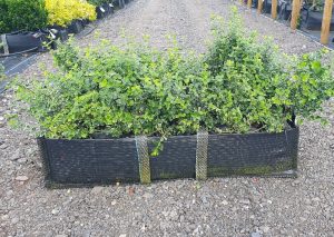Euonymus fortunei Emerald Gaiety 40 litre pre grown hedge, Box hedging alternative. Buxus