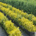 Euonymus fortunei Emerald 'n' Gold 40 litre pre grown hedge, Box hedging alternative. Buxus