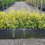 Euonymus fortunei Emerald 'n' Gold 40 litre pre grown hedge, Box hedging alternative.