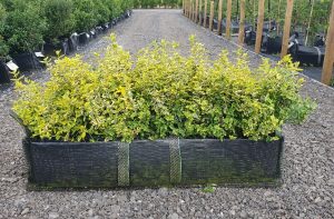 Euonymus fortunei Emerald 'n' Gold 40 litre pre grown hedge, Box hedging alternative.