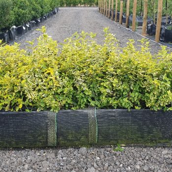 Euonymus fortunei Emerald 'n' Gold 40 litre pre grown hedge, Box hedging alternative.