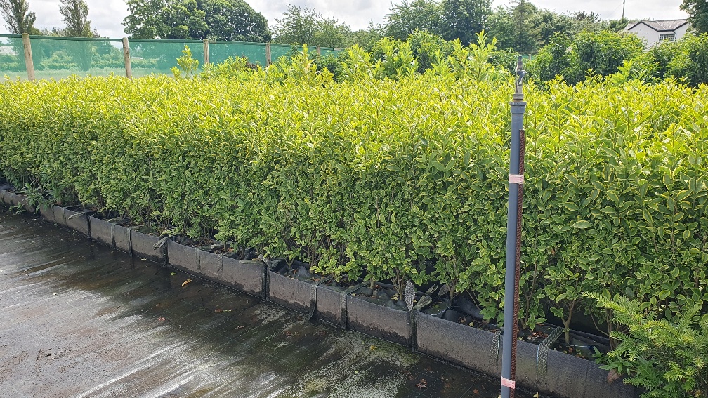 Golden Privet instant hedge, bright golden foliage, scented flowers, privacy screen, boundary hedge, Late Summer Planting, Evergeen