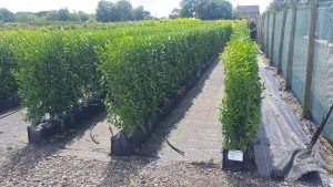 Fast growing Hedges Front Garden Hedge Boundary Hedge evergreen screening Privacy Hedging Easy Maintenance low cost Ligustrum Ovalifolium Oval Leaved Privet Green Privet Hedge