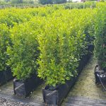 Coastal hedge Instant Hedging Salt tolerant plants Griselinia Hedge New Zealand Privet fast growing Front Garden Hedge Boundary Hedge evergreen screening Privacy Hedging Griselinia Littoralis