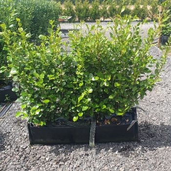 Coastal hedge Instant Hedging Salt tolerant plants Griselinia Hedge New Zealand Privet fast growing Front Garden Hedge Boundary Hedge evergreen screening Privacy Hedging Griselinia Littoralis