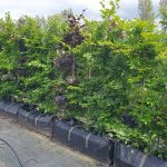 Green and Purple beech, instant hedge, pre grown hedge, purple foliage, native hedge