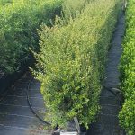 Lonicera Nitida Elegant 40 litre pre grown hedge, Box hedging alternative. Buxus