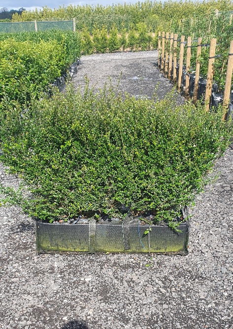 Lonicera Nitida Elegant 40 litre pre grown hedge, Box hedging alternative. Buxus