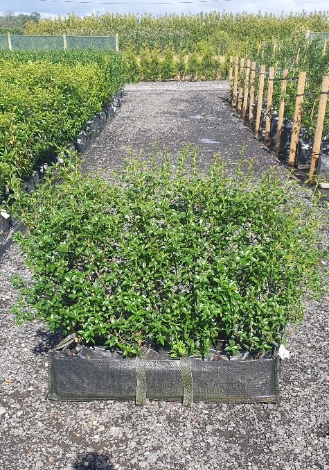 Osmanthus x burkwoodii (Sweet Olive) Instant Hedge 40 litre trough grown