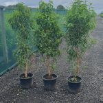 Evergreen Green Purple Stems Dark Green Leaves Small Leaves Versatile Hedging Chalky Chalk Soils Instant Landscaping Instant Hedging Tall hedging Front Garden Hedge Boundary Hedge Portuguese Laurel Hedge Prunus Lusitanica Angustifolia
