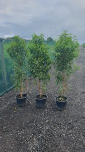 Evergreen Green Purple Stems Dark Green Leaves Small Leaves Versatile Hedging Chalky Chalk Soils Instant Landscaping Instant Hedging Tall hedging Front Garden Hedge Boundary Hedge Portuguese Laurel Hedge Prunus Lusitanica Angustifolia