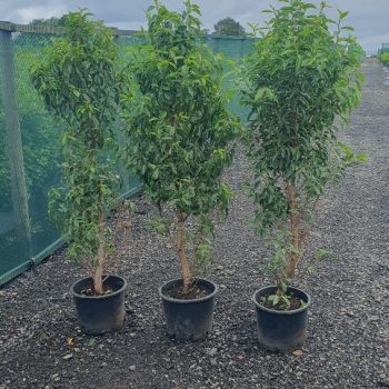 Evergreen Green Purple Stems Dark Green Leaves Small Leaves Versatile Hedging Chalky Chalk Soils Instant Landscaping Instant Hedging Tall hedging Front Garden Hedge Boundary Hedge Portuguese Laurel Hedge Prunus Lusitanica Angustifolia