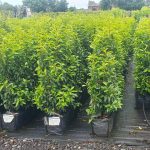 Evergreen Green Purple Stems Dark Green Leaves Small Leaves Versatile Hedging Chalky Chalk Soils Instant Landscaping Instant Hedging Tall hedging Front Garden Hedge Boundary Hedge Portuguese Laurel Hedge Prunus Lusitanica Angustifolia