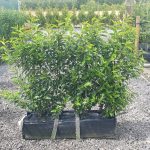 Evergreen Green Purple Stems Dark Green Leaves Small Leaves Versatile Hedging Chalky Chalk Soils Instant Landscaping Instant Hedging Tall hedging Front Garden Hedge Boundary Hedge Portuguese Laurel Hedge Prunus Lusitanica Angustifolia