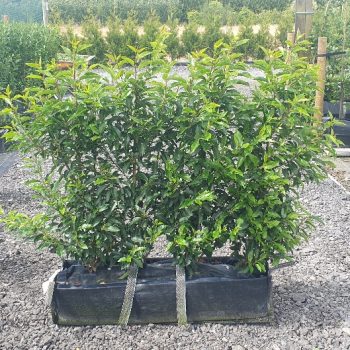 Evergreen Green Purple Stems Dark Green Leaves Small Leaves Versatile Hedging Chalky Chalk Soils Instant Landscaping Instant Hedging Tall hedging Front Garden Hedge Boundary Hedge Portuguese Laurel Hedge Prunus Lusitanica Angustifolia