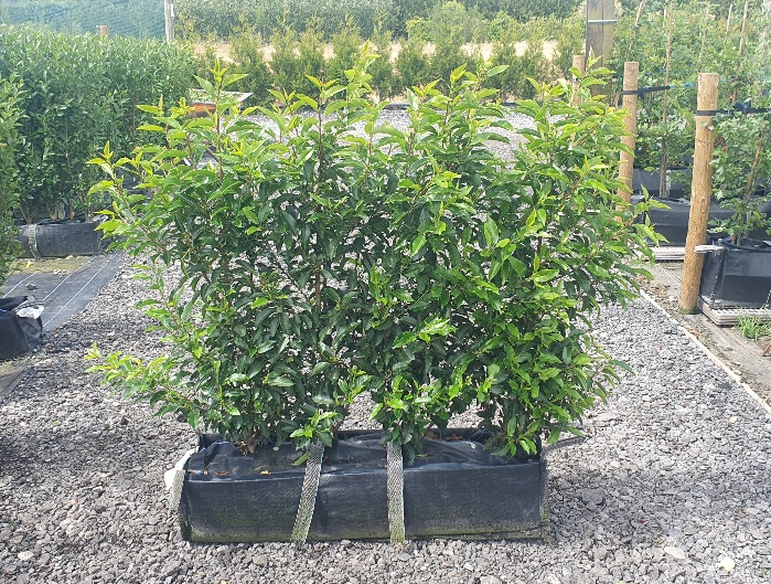Evergreen Green Purple Stems Dark Green Leaves Small Leaves Versatile Hedging Chalky Chalk Soils Instant Landscaping Instant Hedging Tall hedging Front Garden Hedge Boundary Hedge Portuguese Laurel Hedge Prunus Lusitanica Angustifolia
