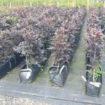 Purple beech, instant hedge, pre grown hedge, purple foliage, native hedge