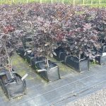 Purple beech, instant hedge, pre grown hedge, purple foliage, native hedge