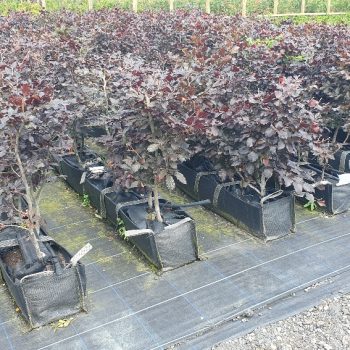 Purple beech, instant hedge, pre grown hedge, purple foliage, native hedge