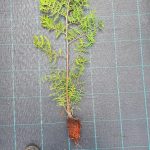 Thuja Trees 9cm pots 3 foot 80-100cm high. Fast Growing Trees Fragrant Foliage Superb Privacy Hedge