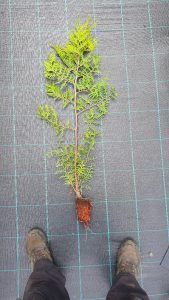 Thuja Trees 9cm pots 3 foot 80-100cm high. Fast Growing Trees Fragrant Foliage Superb Privacy Hedge