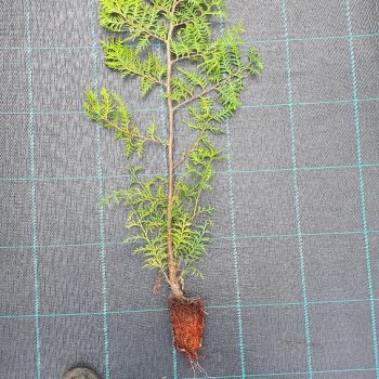 Thuja Trees 9cm pots 3 foot 80-100cm high. Fast Growing Trees Fragrant Foliage Superb Privacy Hedge