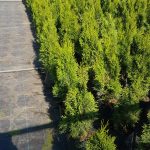 Thuja Smaragd trees 10 litre pots 60-80cm high. Slower Growing Trees Fragrant Foliage Superb Privacy Hedge