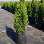 Thuja Smaragd trees 10 litre pots 60-80cm high. Slower Growing Trees Fragrant Foliage Superb Privacy Hedge