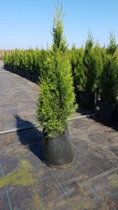 Thuja Smaragd trees 10 litre pots 60-80cm high. Slower Growing Trees Fragrant Foliage Superb Privacy Hedge