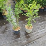 Instant Hedging Taxus Baccata hedge low hedge partition hedge topiary hedge formal hedge slow growing hedge Instant Landscaping Yew hedge low garden hedge Yew Trees Potted Yew Hedging, Growing Yew