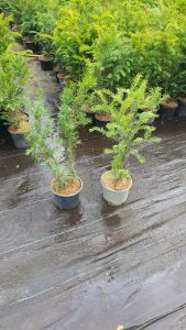 Instant Hedging Taxus Baccata hedge low hedge partition hedge topiary hedge formal hedge slow growing hedge Instant Landscaping Yew hedge low garden hedge Yew Trees Potted Yew Hedging, Growing Yew