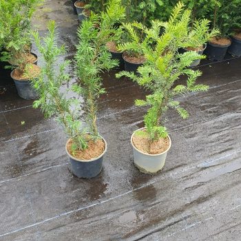 Instant Hedging Taxus Baccata hedge low hedge partition hedge topiary hedge formal hedge slow growing hedge Instant Landscaping Yew hedge low garden hedge Yew Trees Potted Yew Hedging, Growing Yew