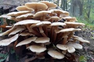 Honey Fungus Griselinia, What's growing under my hedge