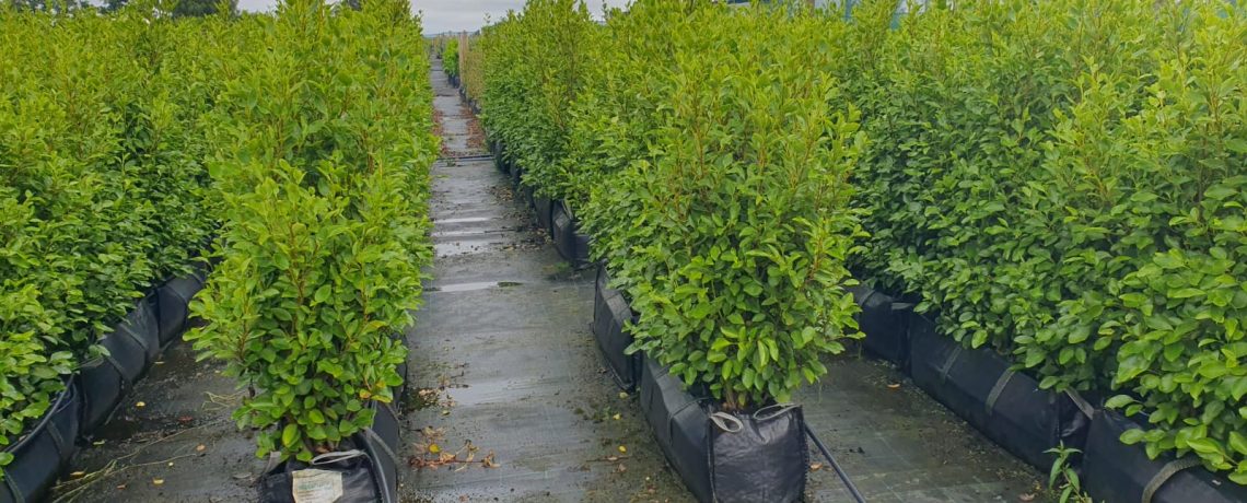 How big do Griselinia Hedges Grow