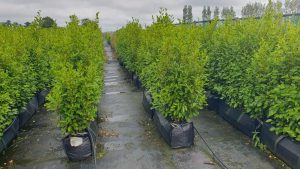How big do Griselinia Hedges Grow
