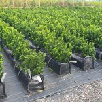 Euonymus Japonicus Green Spire low hedge, box alternative hedge, evergreen low hedge