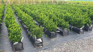 Euonymus Japonicus Green Spire low hedge, box alternative hedge, evergreen low hedge