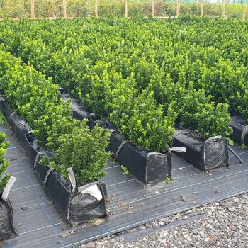 Euonymus Japonicus Green Spire low hedge, box alternative hedge, evergreen low hedge
