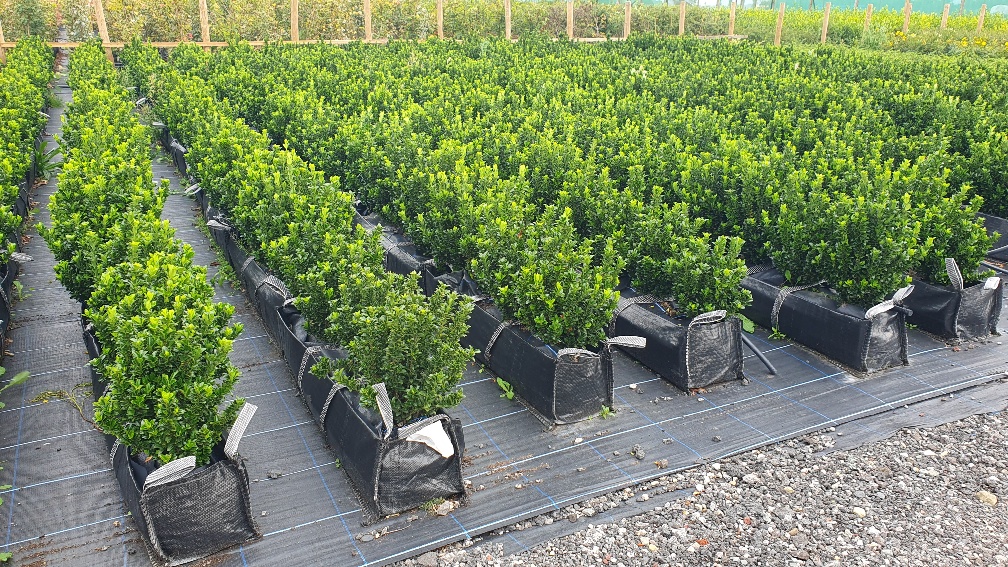 Euonymus Japonicus Green Spire low hedge, box alternative hedge, evergreen low hedge