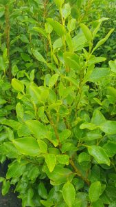 Griselinia Growing conditions