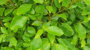 Griselinia Where to Plant